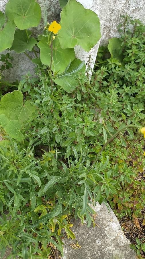 Diplotaxis à feuilles étroites 23