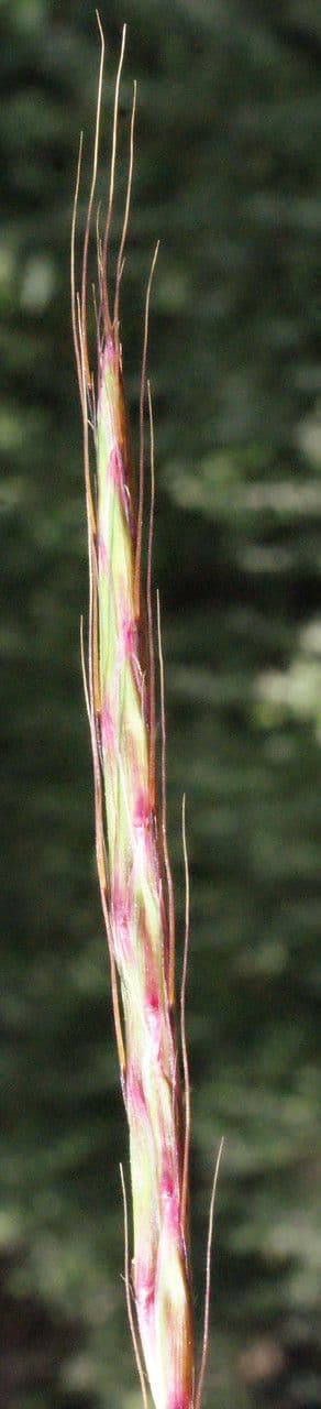 Buschiger Bartgras 8