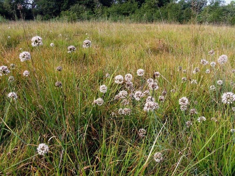 Allium suaveolens 12