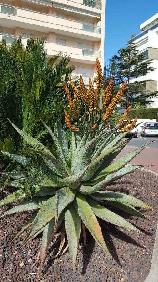 Transvaal-Aloe 6
