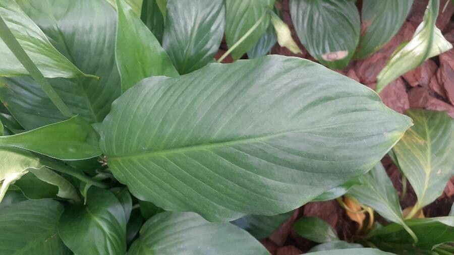 Calla di palude 17