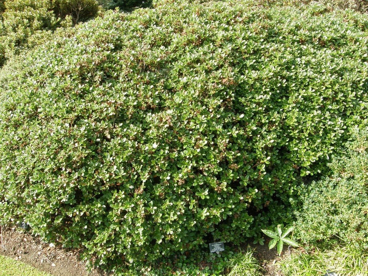 Rododendro 8