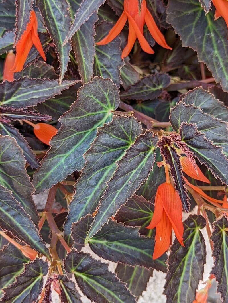 Begonia boliviana 15