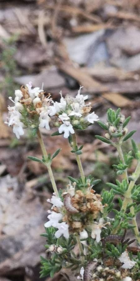 Thymus carnosus 12