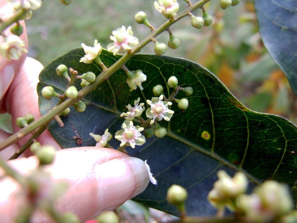 Cupaniopsis 2