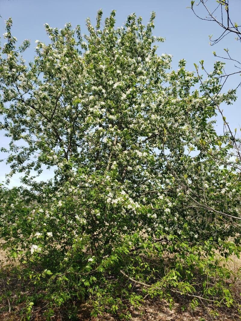 Holzapfel 15