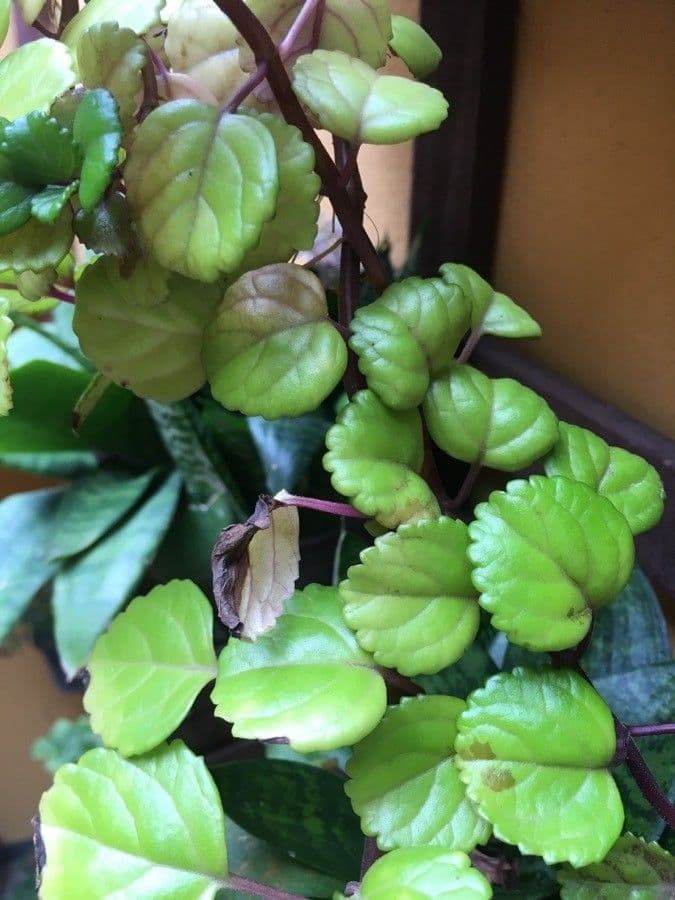 Plectranthus 15