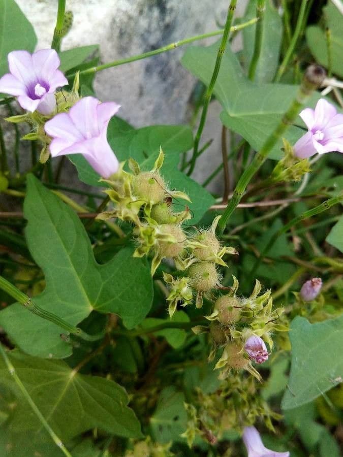 Ipomoea triloba