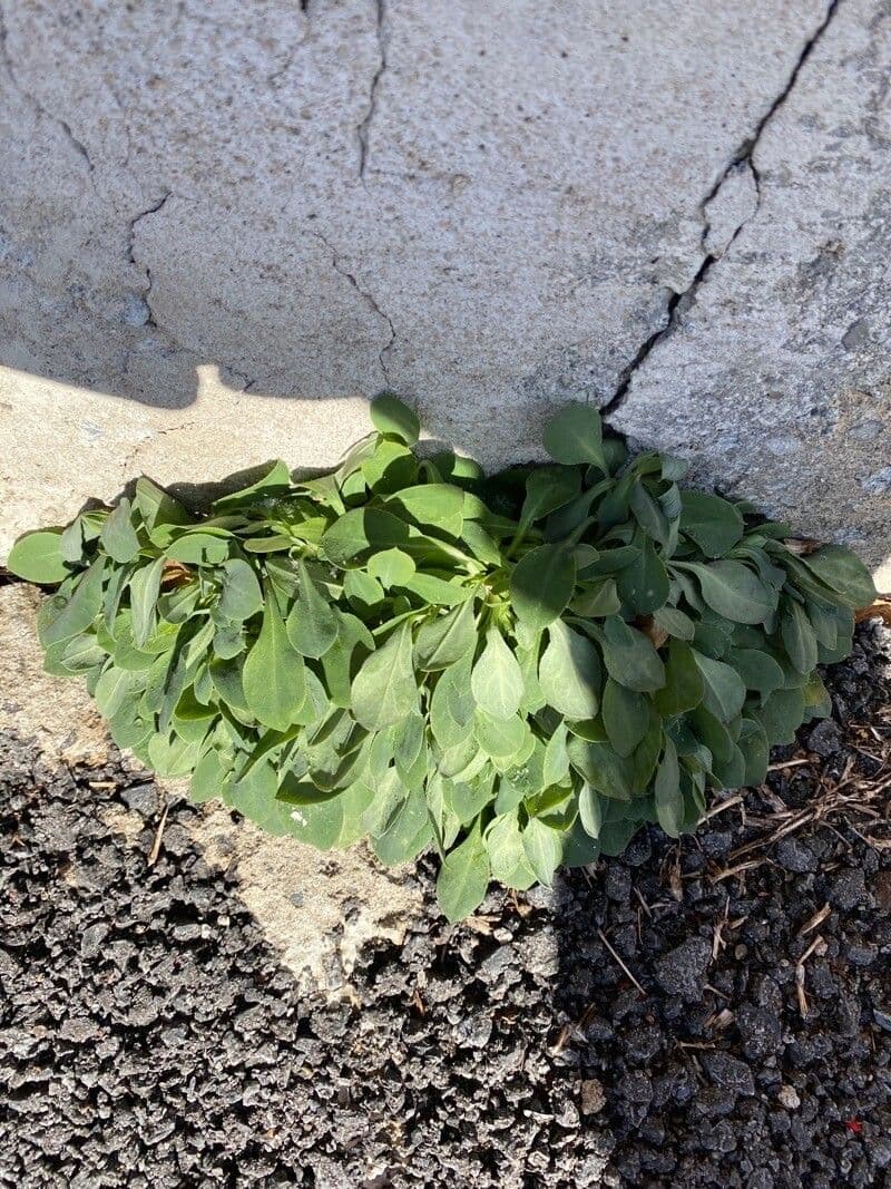 Mertensia marittima 12