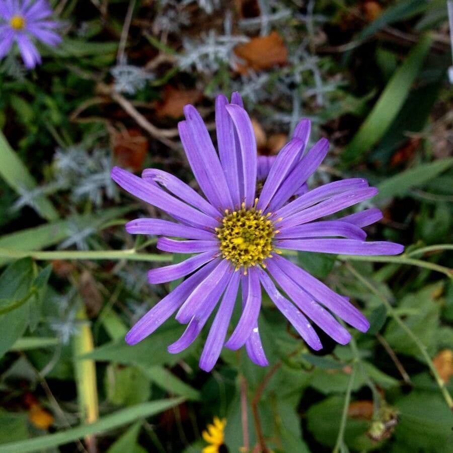 Aster gawędka 8