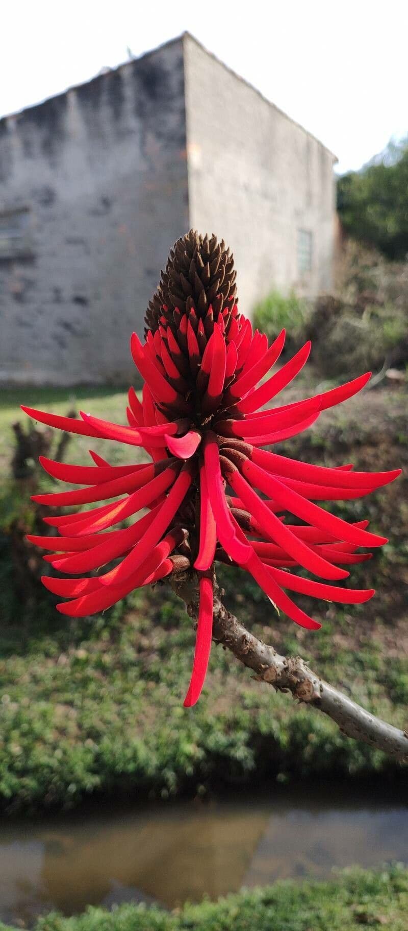 Schöne Korallenbaum 7