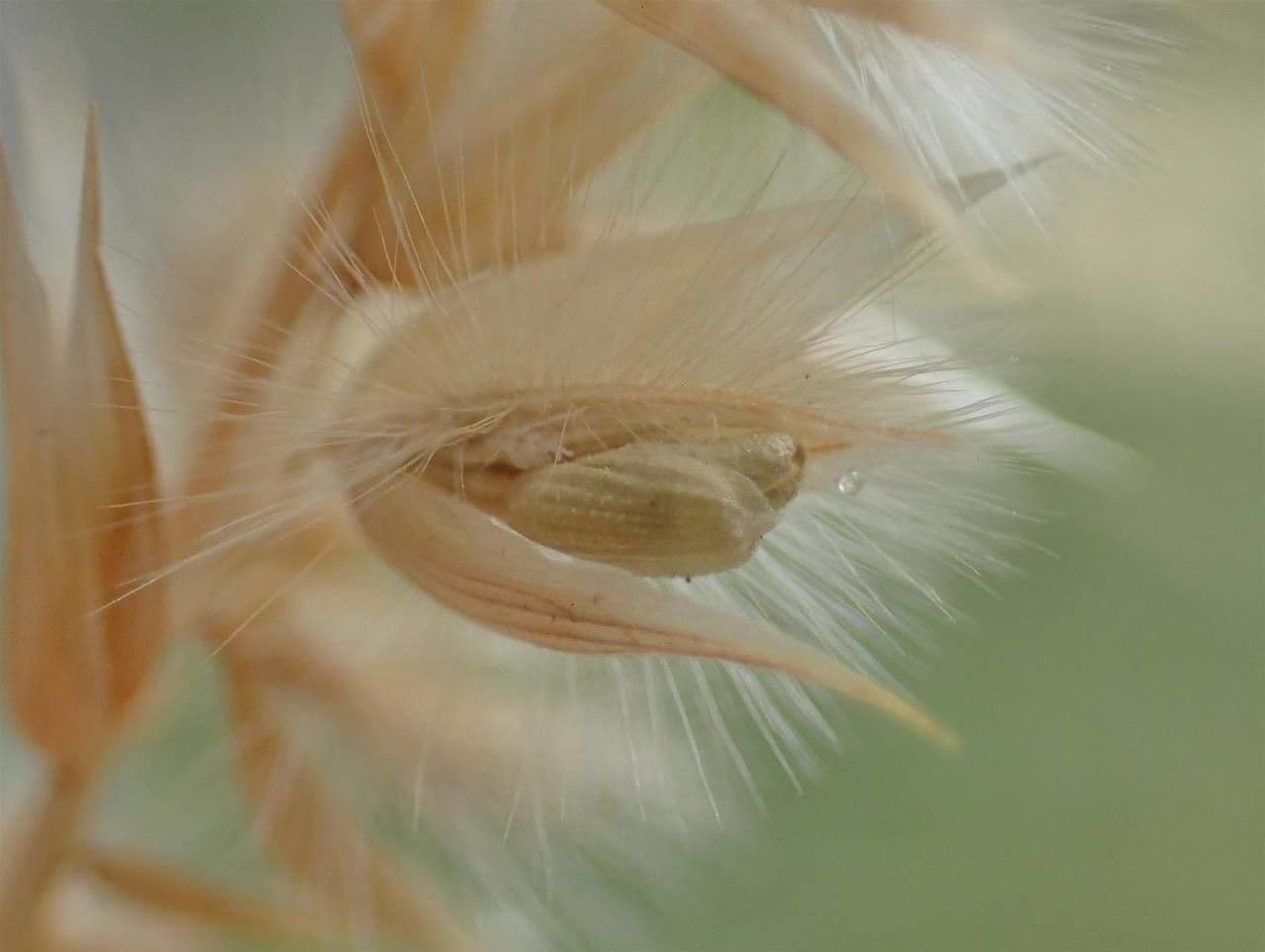 Espiguilla 11