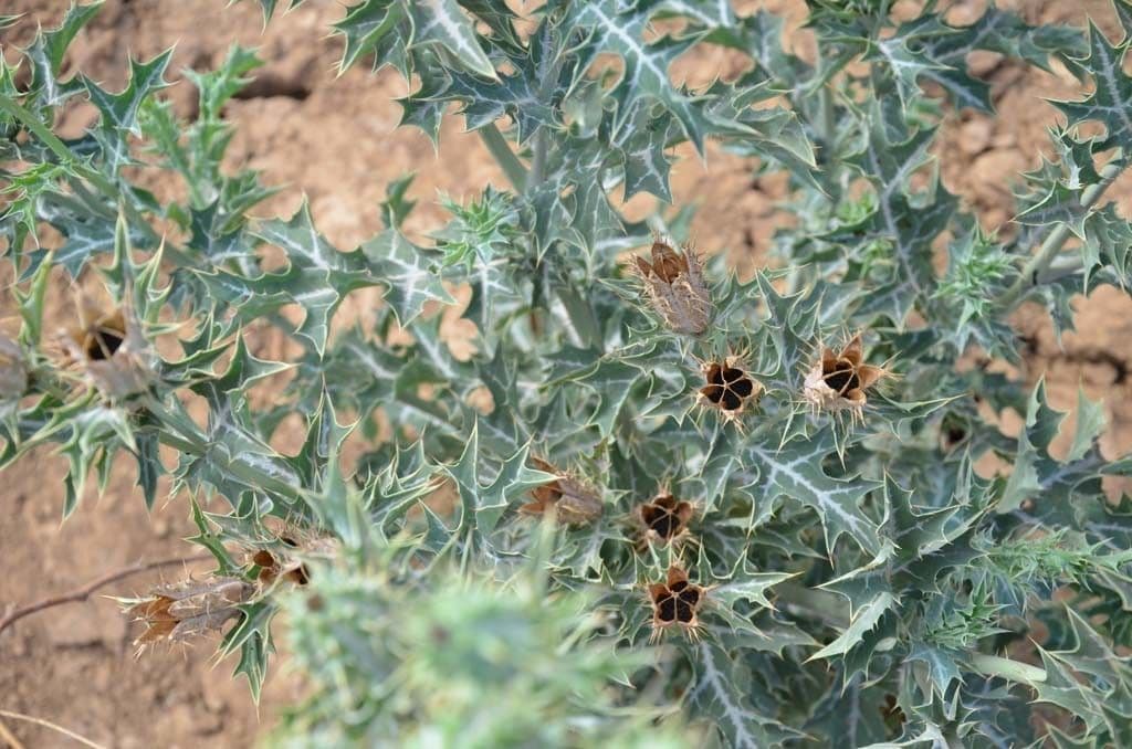 Argemone mexická 26