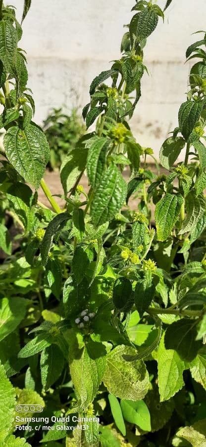 Eleutheranthera ruderalis 6