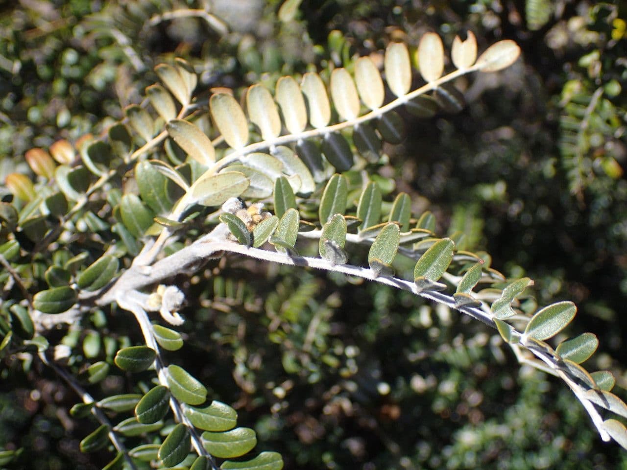 Sophora denudata 16