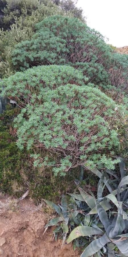 Baum-Wolfsmilch 16