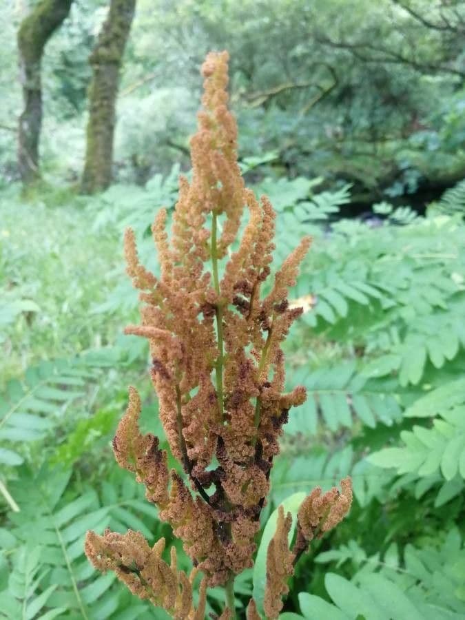 Długosz królewski 9