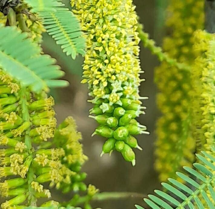 Prosopis 8