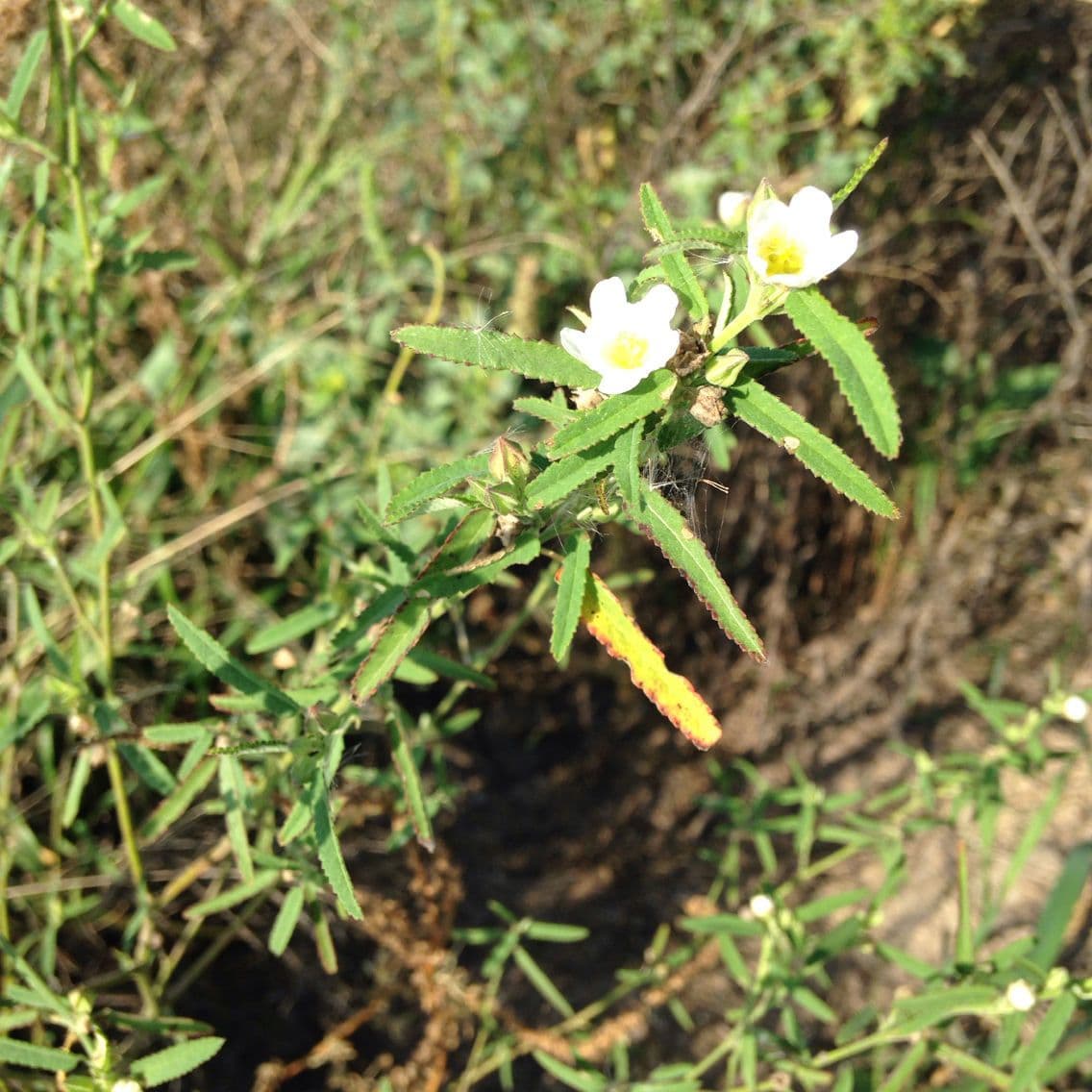 Sida spinosa 11