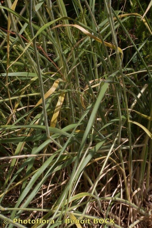 Trisetum 3