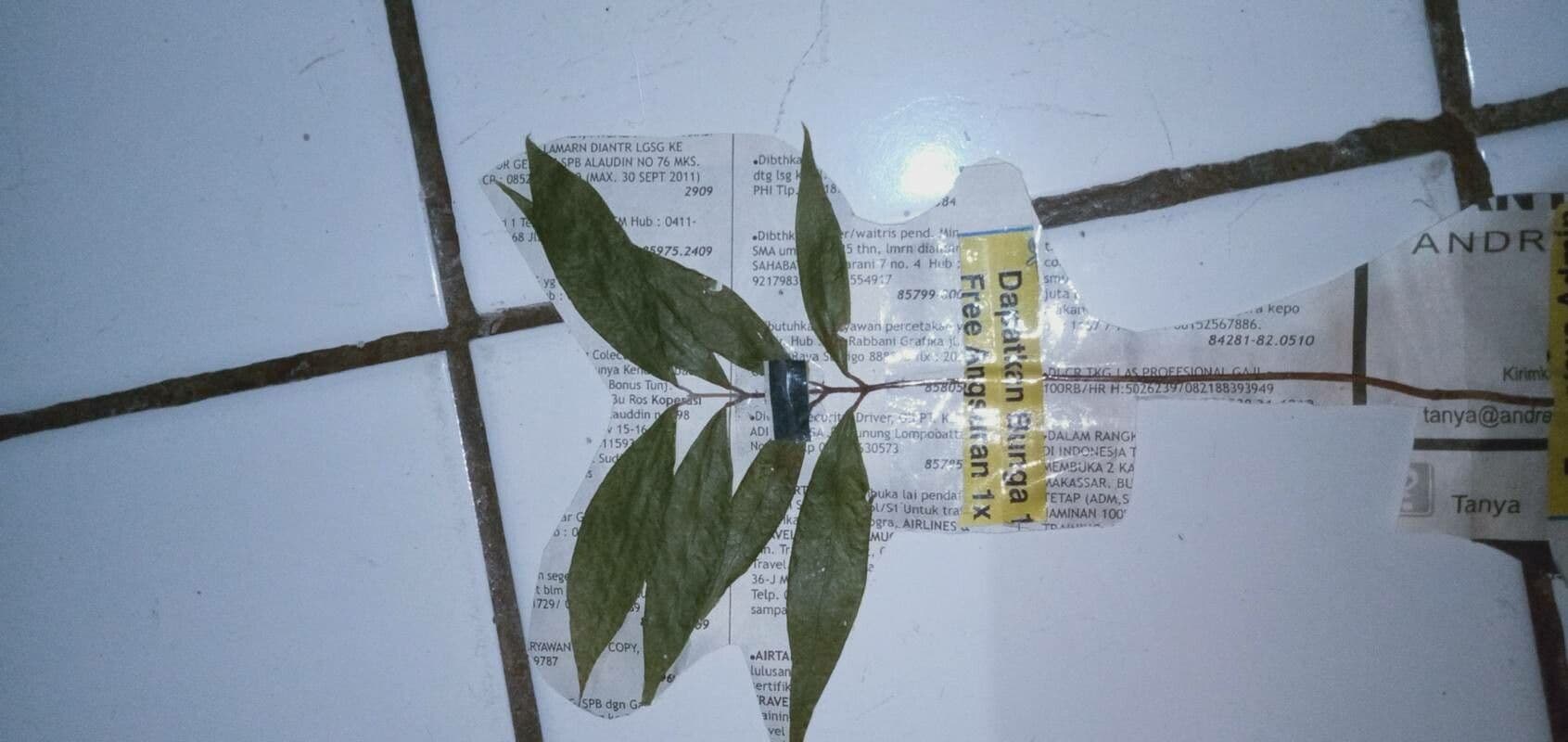 Glattschaliger Eukalyptus 12