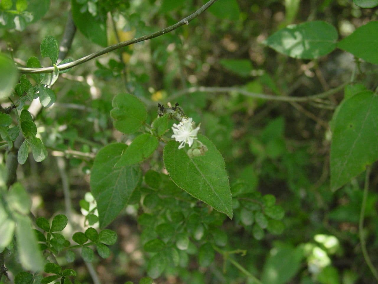 Wimperndrüsen-Croton 10