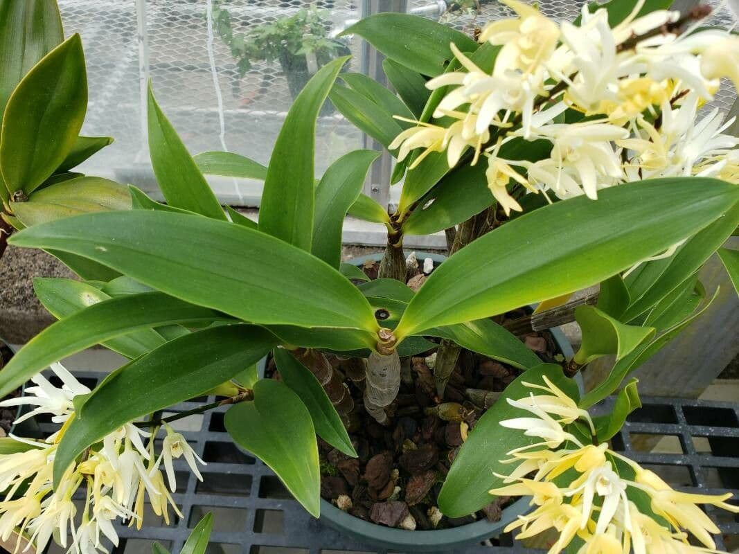 Dendrobium 2