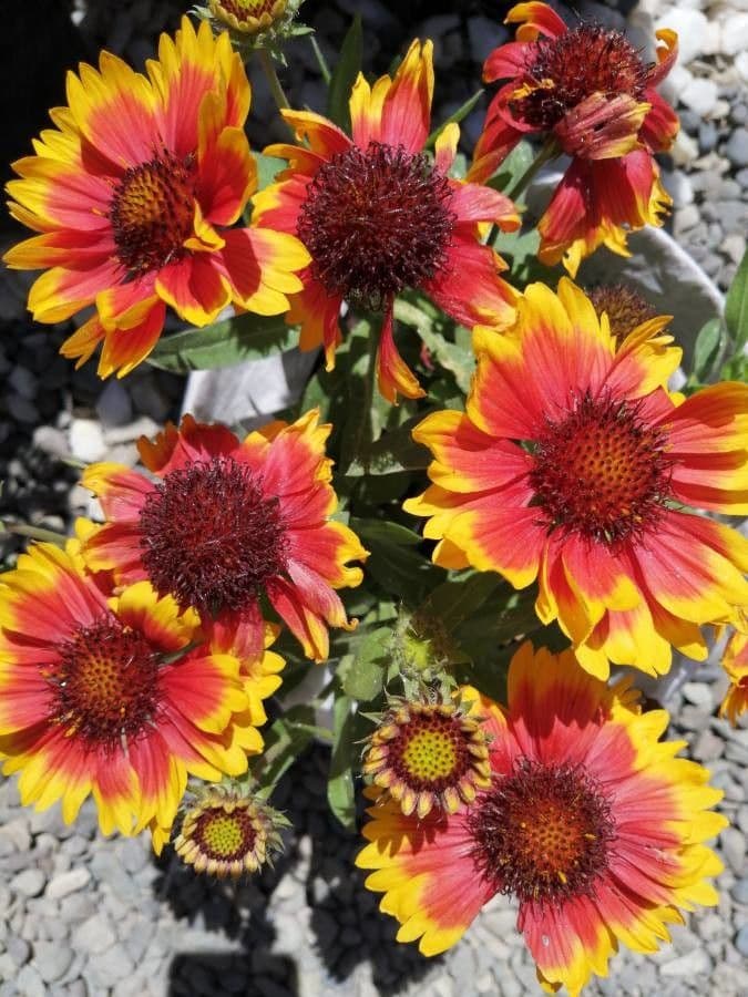 Gaillardia 5