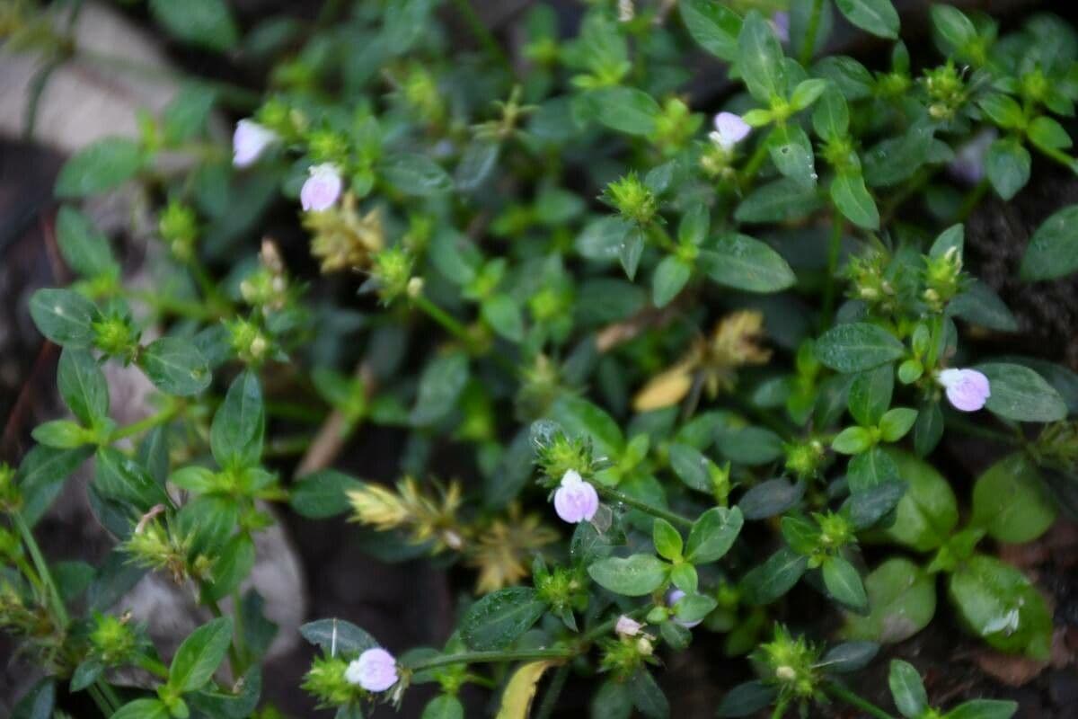 Justicia procumbens subsp. procumbens 3