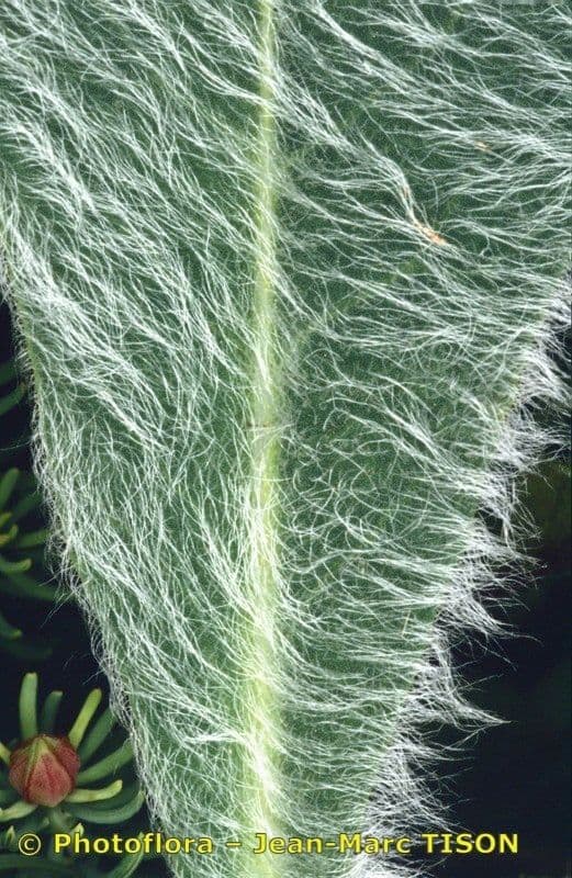 Hieracium 9