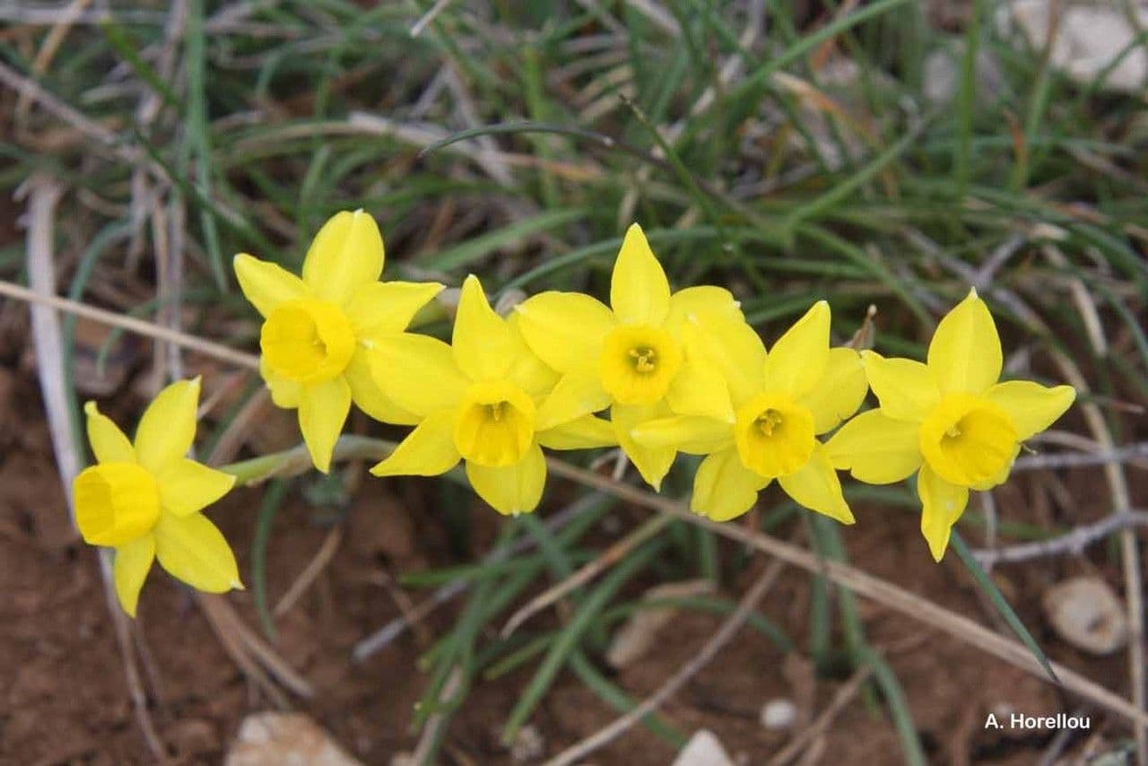 Narciso 10