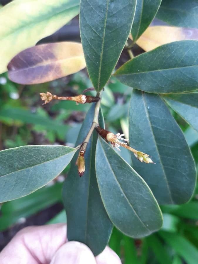 Magnolia