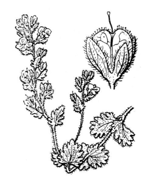 Veronica praecox 24