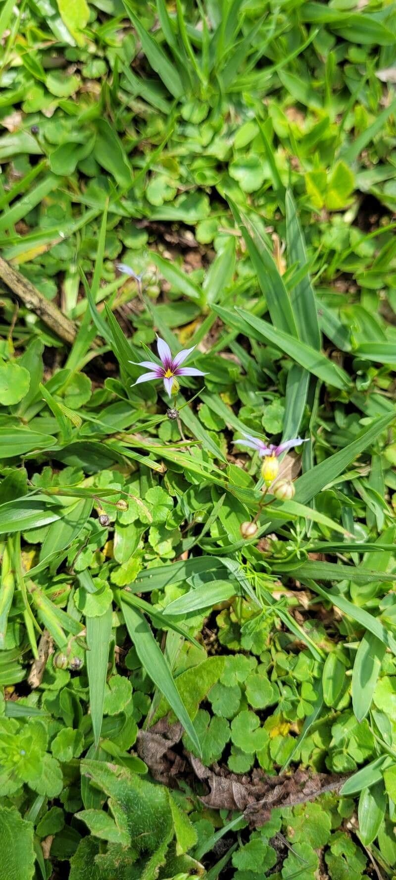 Sisyrinchium 3