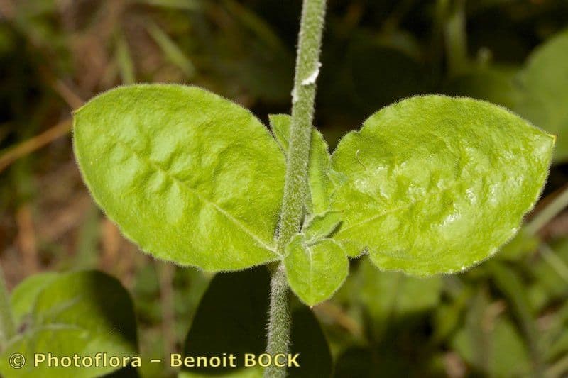Silene 2