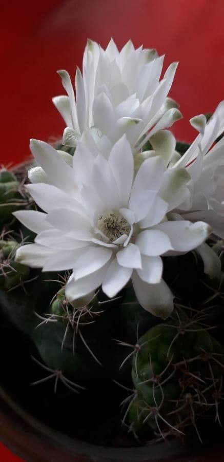 Cactus 5