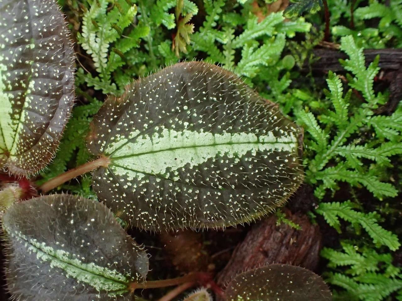 Bertolonia 4