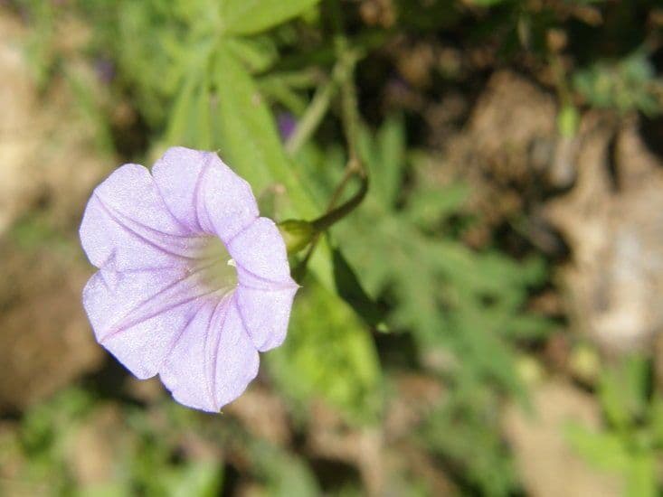 Ipomoea ternifolia 3