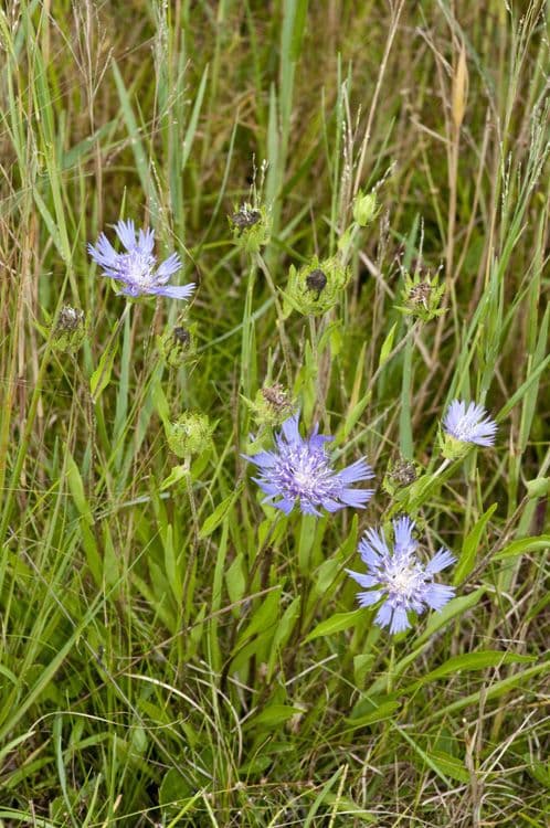 Stokesia laevis 6