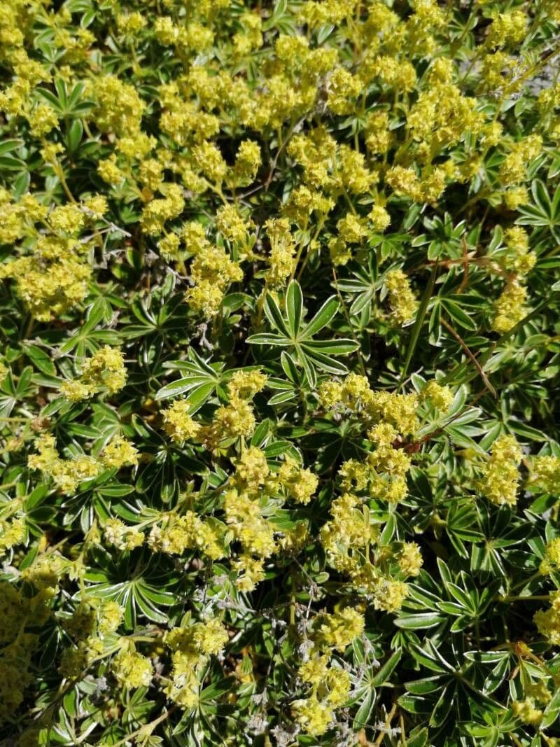 Erba stella 17