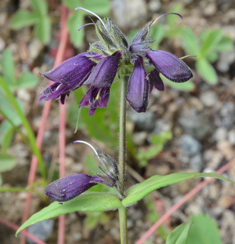 Penstemon 8