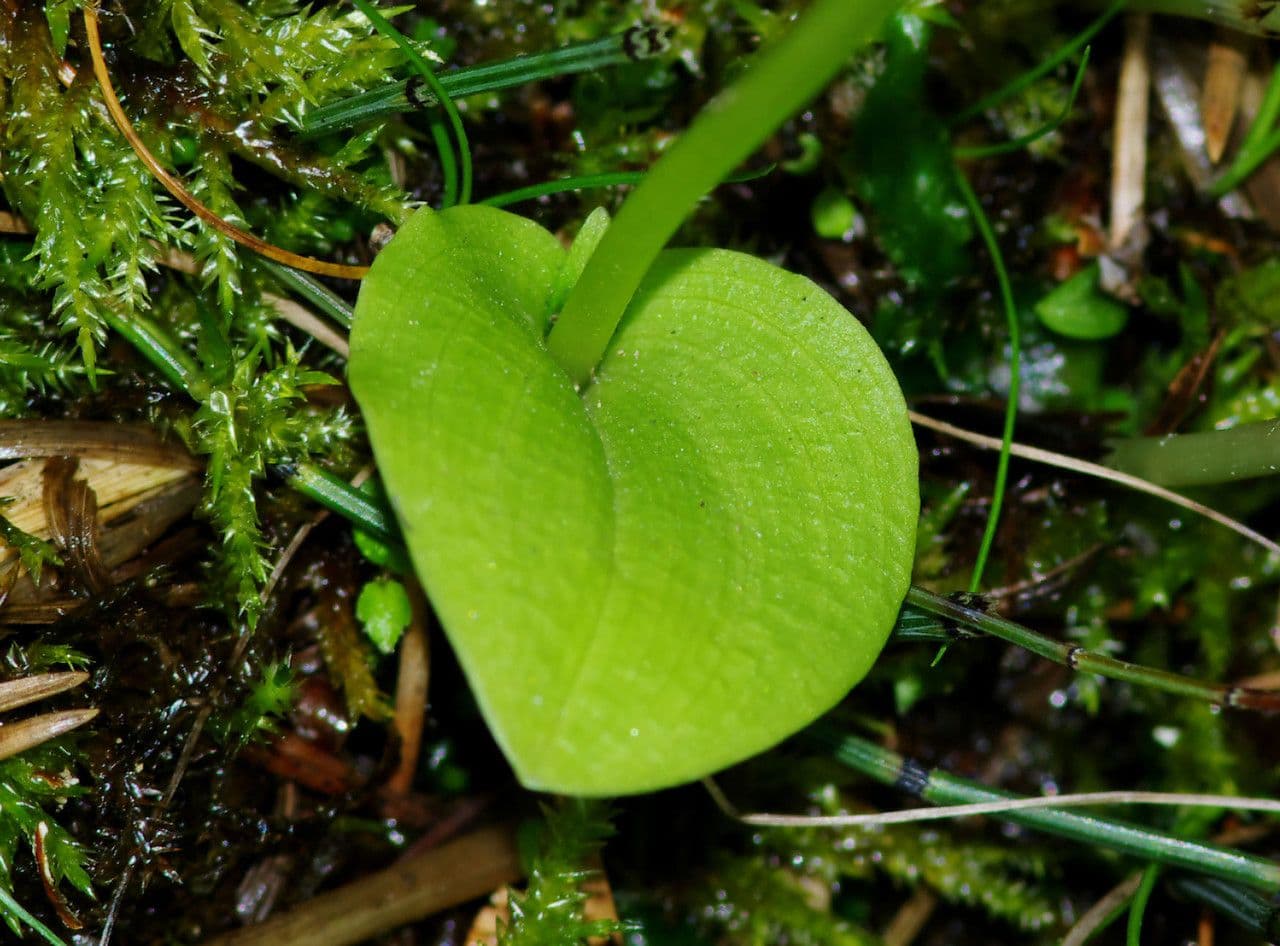 Malaxis monophylla 12