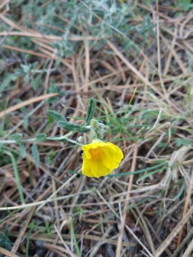 Tuberaria 3