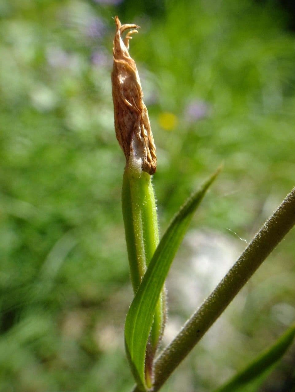Cefalantera roja 5