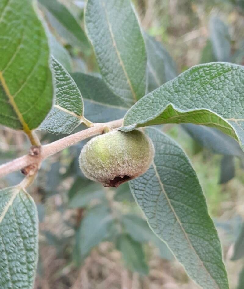 Campomanesia guazumifolia