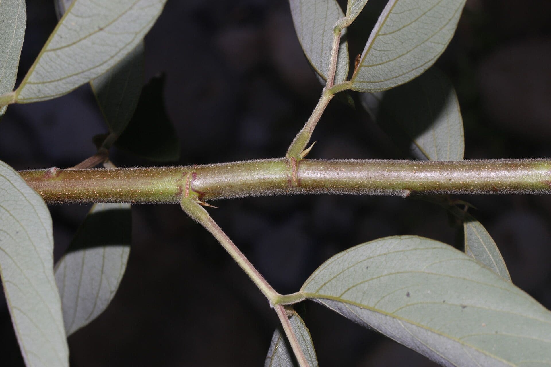 Desmodium cajanifolium 17