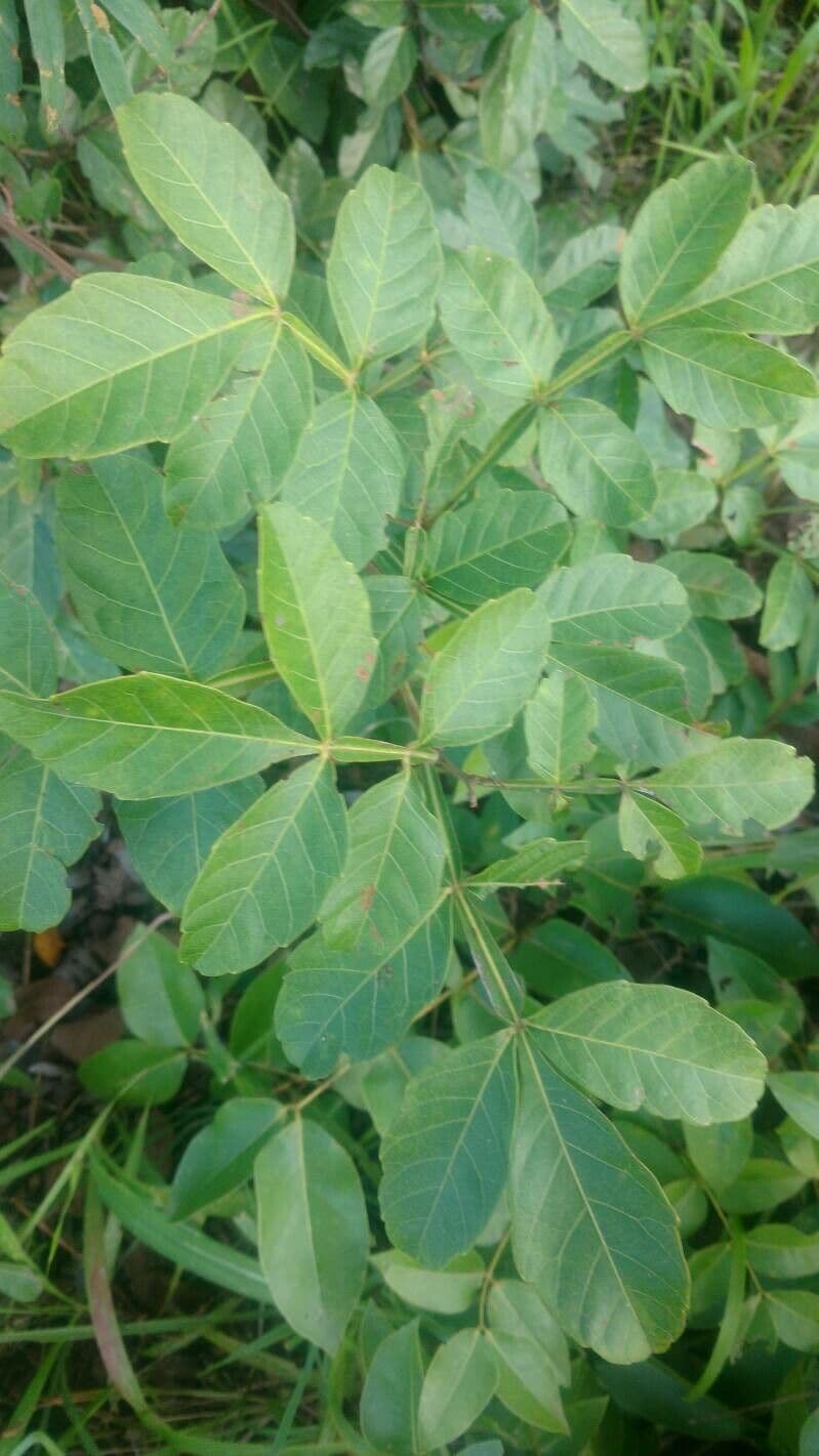 Paullinia pinnata 13