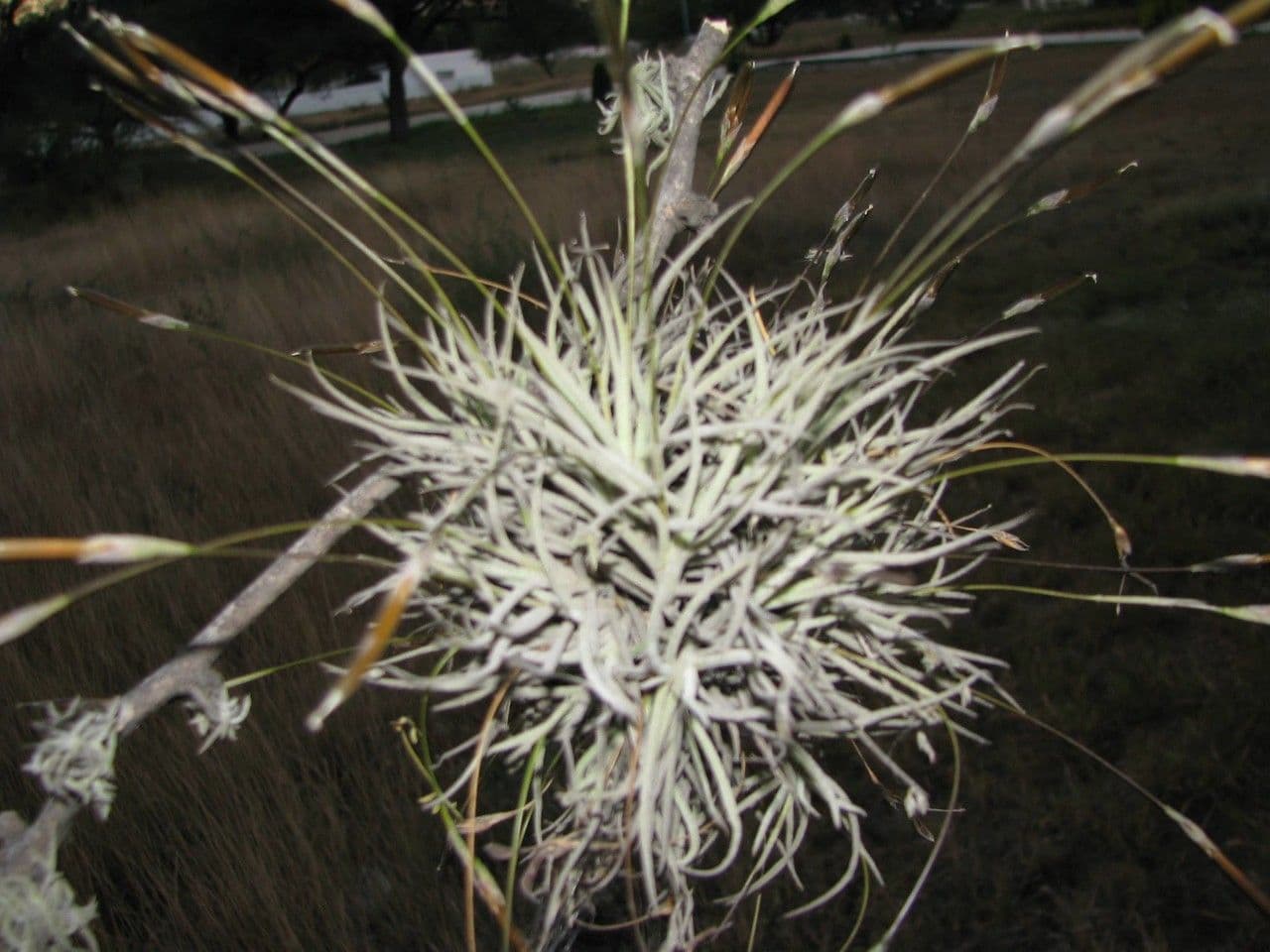 Tillandsia 17