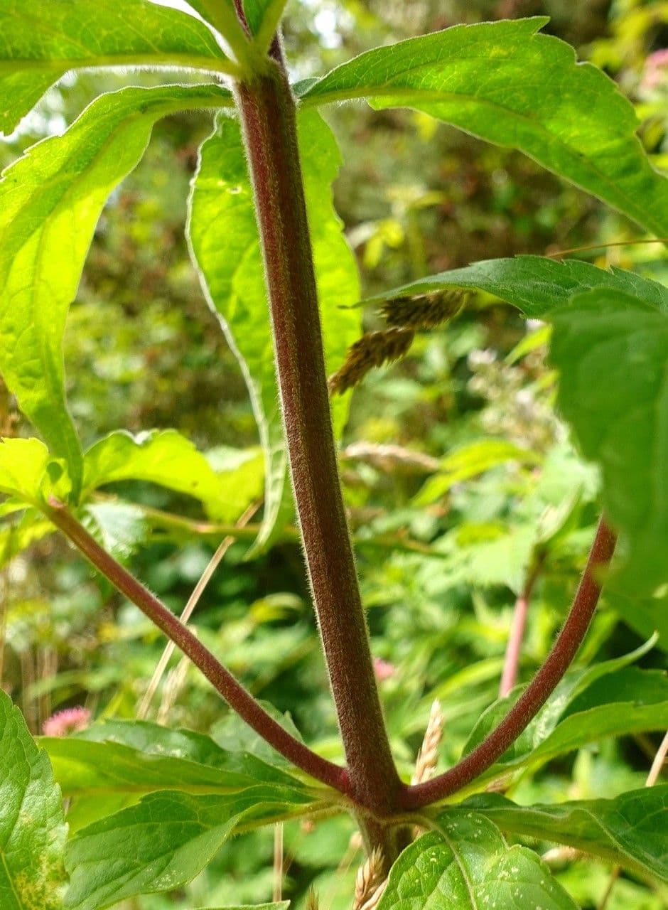 Eupatorio 23