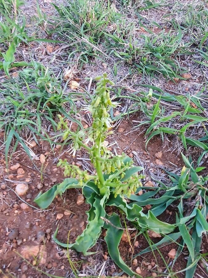 Chlorophytum gallabatense 14